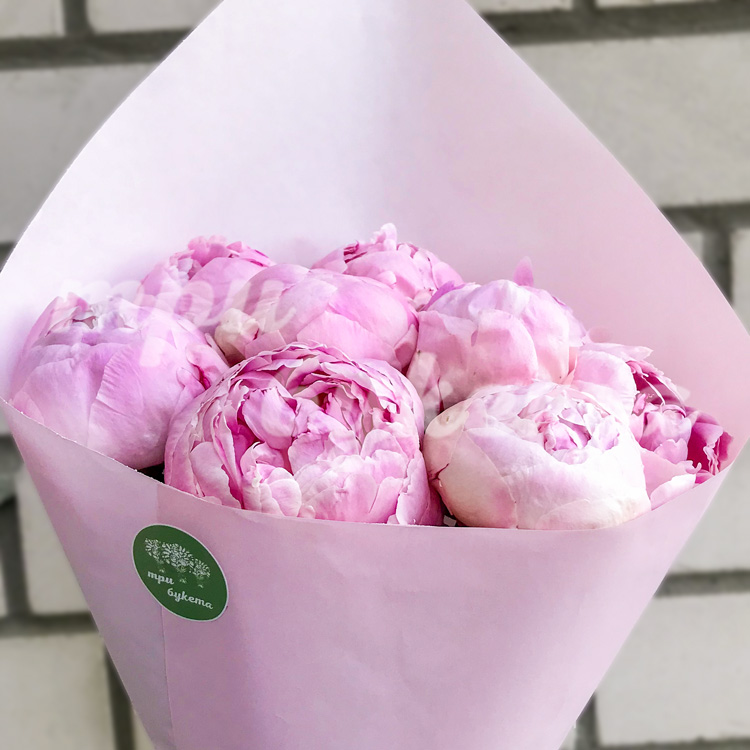 9 пионов Сара Бернар в Premium упаковке (крупный план)