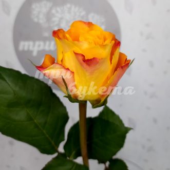 Кенийская желтая роза Марио