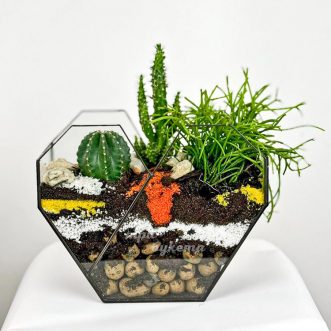 Флорариум в виде сердца с кактусами Флорариум в виде сердца с кактусами